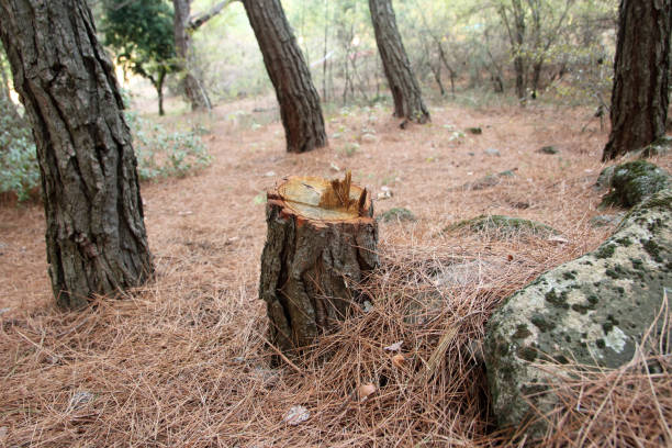 Best Tree and Shrub Care  in Marillo, CA